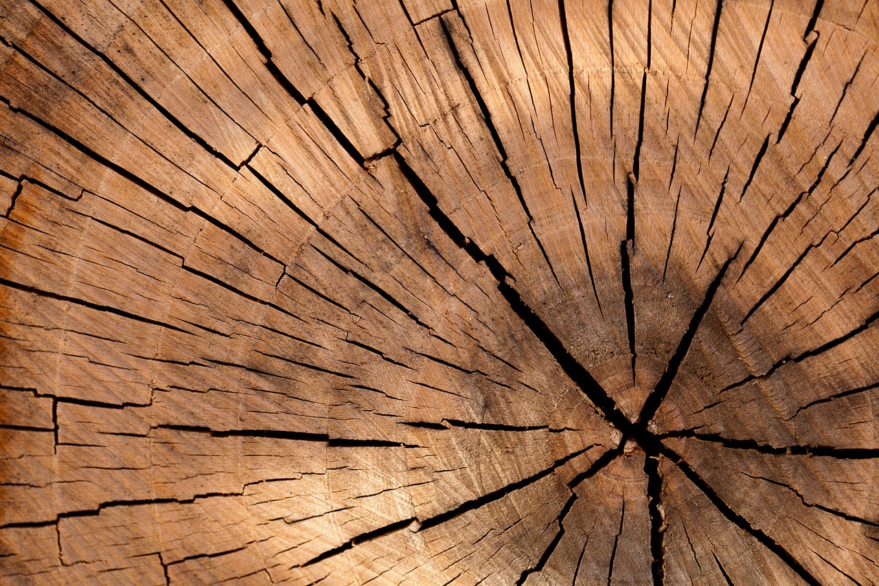 Das Bild eines Baumstammes: Verschiedene Projekte mit Holz: Die besten Holzarten für jede Nutzung.